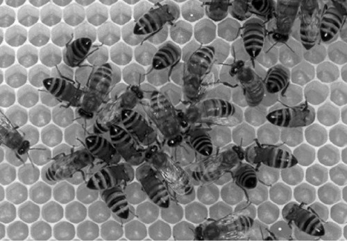 Honeybees_hexagons_small
